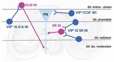 Corrigendum: VIP Modulation of Hippocampal Synaptic Plasticity: A Role for VIP Receptors as Therapeutic Targets in Cognitive Decline and Mesial Temporal Lobe Epilepsy